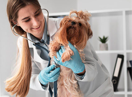 info-box-vet-care info-box-vet-care